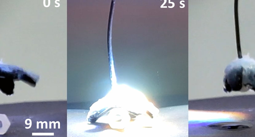 Research Team Developed Muscles for Soft Robots Inspired by Nature