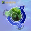 Fraunhofer IPMS advances sustainable chip production in Europe